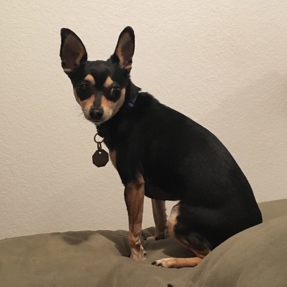 Meet your Posher, Nicolette - Picture 1 of 1